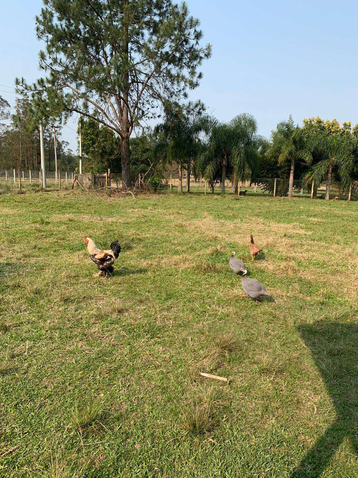 SITIO 3 Dormitórios  sendo 1 suíte,  no Campo Vicente em Nova Hartz